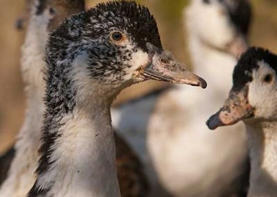 Du couvoir à l’abattoir : comment un ERP répond aux exigences de la filière canards gras